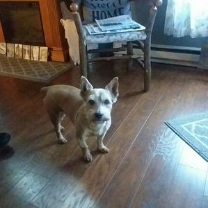 Meet your Posher, Susie